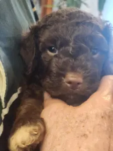 Lagotto Romagnolo - Argo