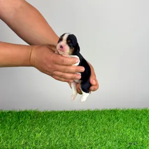 Кавалер кинг-чарльз-спаниель - Moonfire