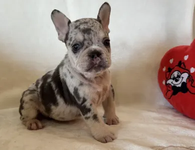 Francouzský buldoček - Mazsola