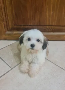Havanese - Tara