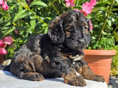 Cavapoo - Anakin