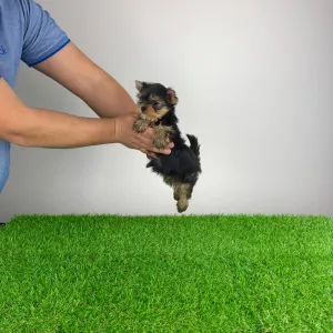 Yorkshire Terrier - Mambo