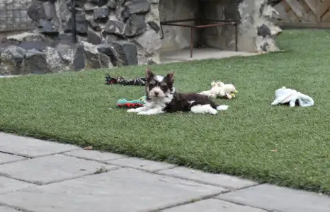 Biewer Terrier - Odin 