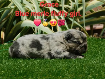 Französische Bulldogge - Grace
