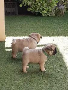 Papillon - Apple Of My Eye 