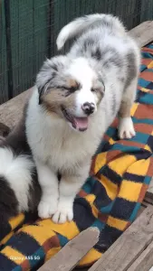 Australian Shepherd - Dyonys