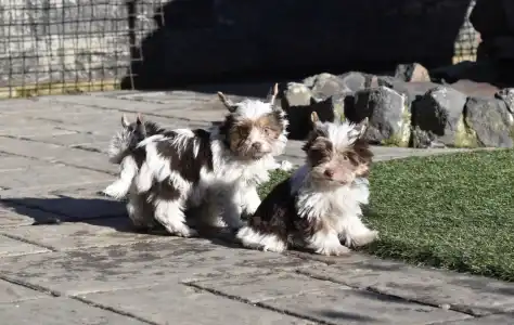 Biewer Terrier - R Orient