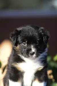 Ausztrál juhászkutya - Winstead Next Generation 