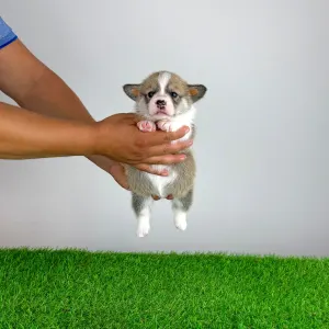 Welsh Corgi Pembroke - Dessy