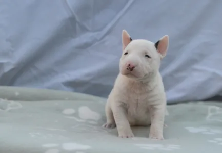 Bullterrier pitic - Logan