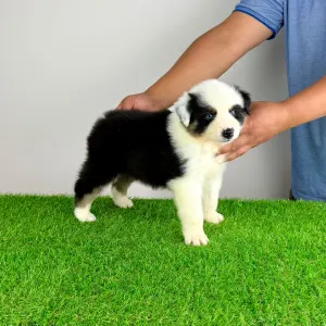 Australian Shepherd - Grisu