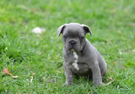 French Bulldog - Monty