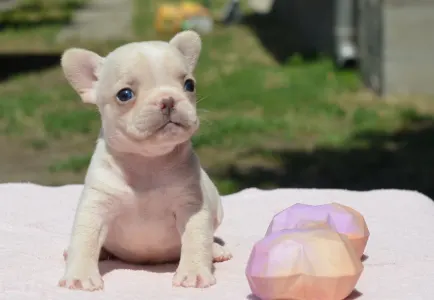 French Bulldog - Elke