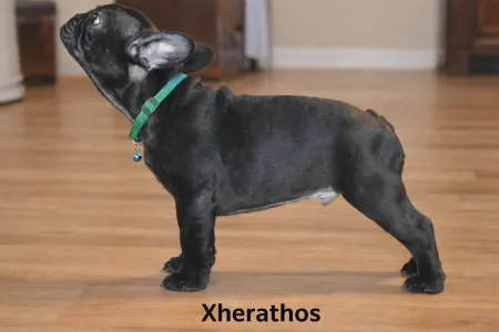 French Bulldog - Xherathos