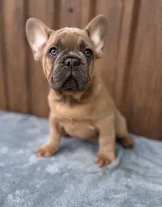 French Bulldog - Johnny