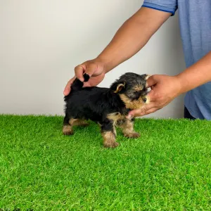 Yorkshire Terrier - Axa