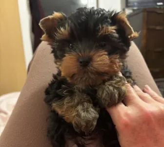 Yorkshire Terrier - Levi