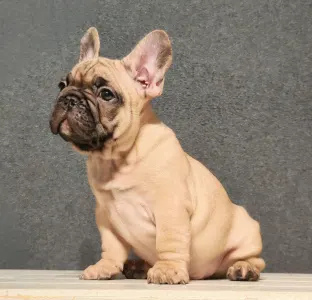 Französische Bulldogge - Elmo