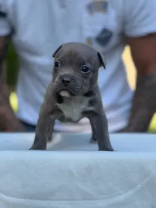 American Bully - Pocket - Rocky