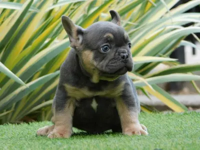 Bulldog francese - Medox