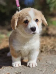 Pembroke Welsh Corgi - Nudli