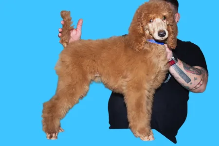 Óriás uszkár - Julius Ceasar