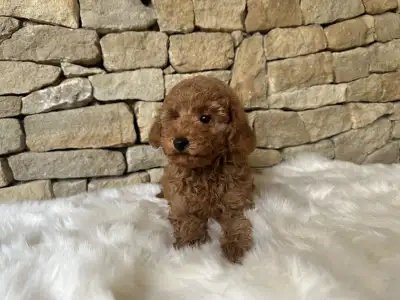 Карликовый пудель - Cooper