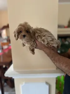 Maltipoo - Maltipoo Toy Karla