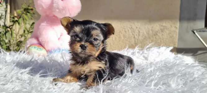 Бивер-йоркширский терьер - Wuki