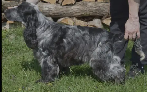 Angol Cocker spániel - Bethowen