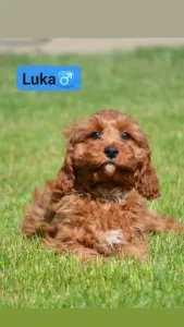 Cavapoo - Luka