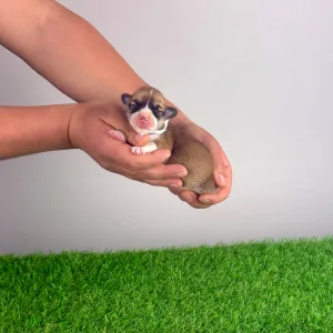 Pembroke Welsh Corgi - Yenka