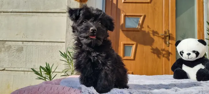 Maltipoo - Bagira