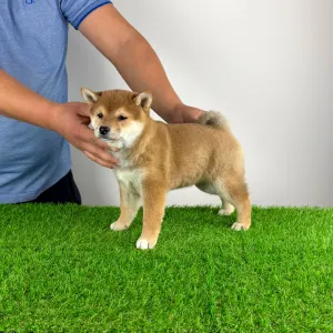 Shiba - Jana