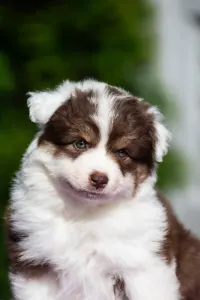 Miniature American Shepherd - Winstead Heartbeat Haven