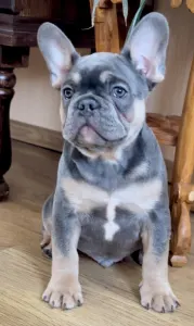 Bouledogue français - Steel Wing Bullz  Ronan