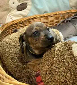 Teckel - Miss Yellow