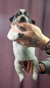 Australian Cattle Dog - Au Revoir La Guerre 