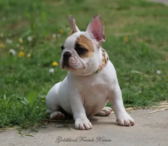 French Bulldog - Xiara