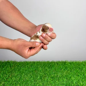 Cavalier King Charles Spaniel - Katie