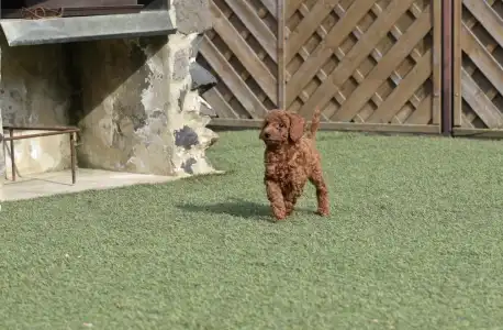 Poodle Miniature - Bravados Denis