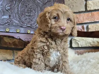 Cavapoo - Milky