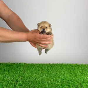 German Pomeranian Spitz - Ziro