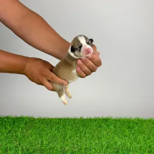 Welsh Corgi Pembroke - Dolby