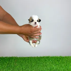 Welsh Corgi Pembroke - Chita