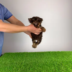 Yorkshire Terrier - Lily