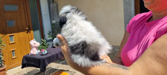 Maltipoo - Oreo