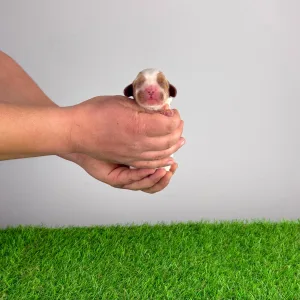 Cavalier King Charles Spaniel - Isabelle