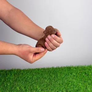 Pudel miniaturowy - Jinny