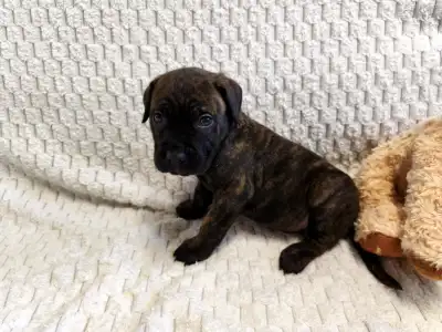 Cane Corso Italiano - Forza Di Diavolo Elinor